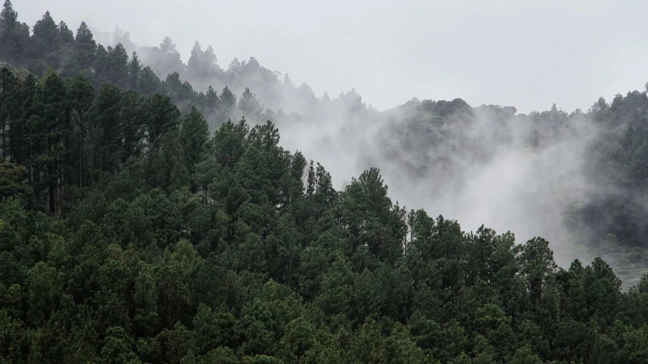 Sunlit forest canopy representing environmental conservation