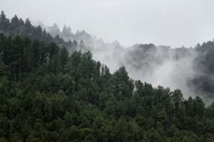 Sunlit forest canopy representing environmental conservation